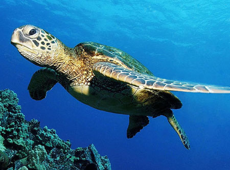 海龟辨别方向之谜