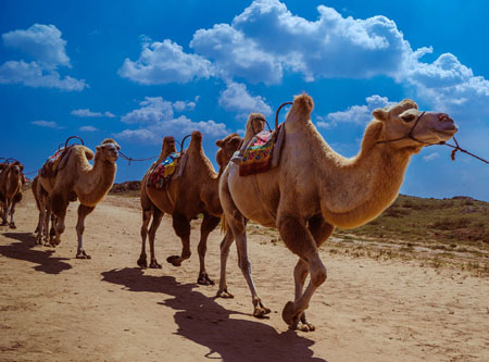 骆驼来自哪里 祖先源于北美