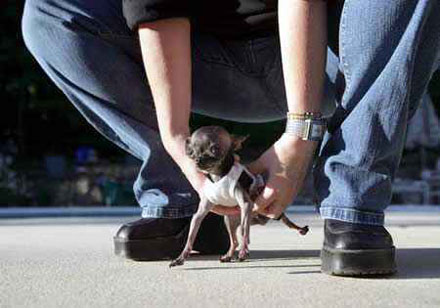 世界上体型最小的狗