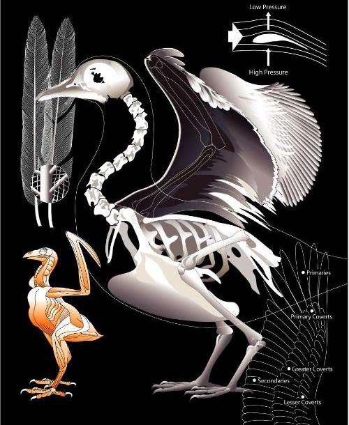 为适应空中的生活,鸟类的骨骼起了很大变化,就是朝轻和愈合方向
