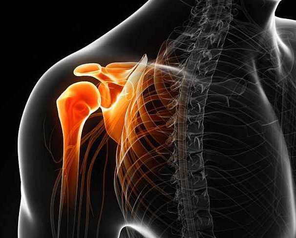 肩关节：人身上运动幅度最大的关节