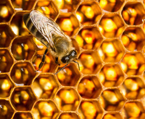 蜜蜂开始使用塑料筑巢