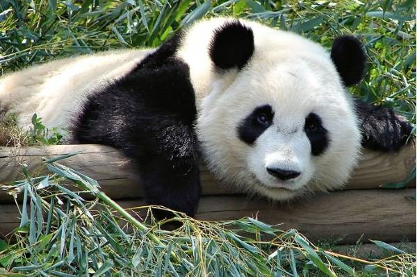 世界上最贵的十大“粪便”-熊猫粪便