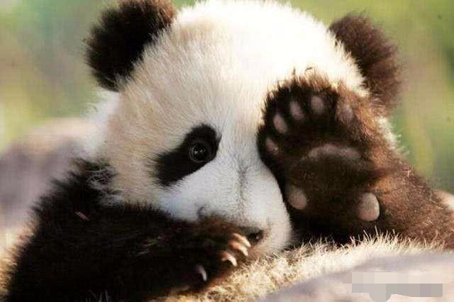 为什么熊猫的爪是六指儿