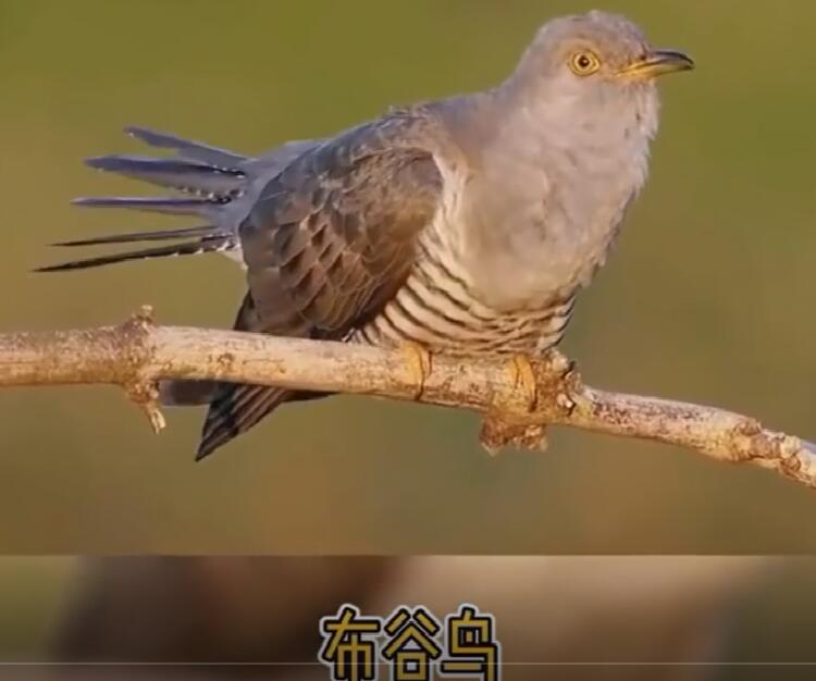 不同的鸟的叫声是什么声音