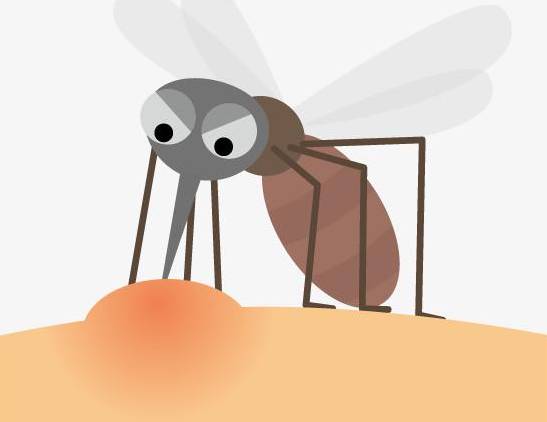 最吸引蚊子的三类人 蚊子是如何吸血的