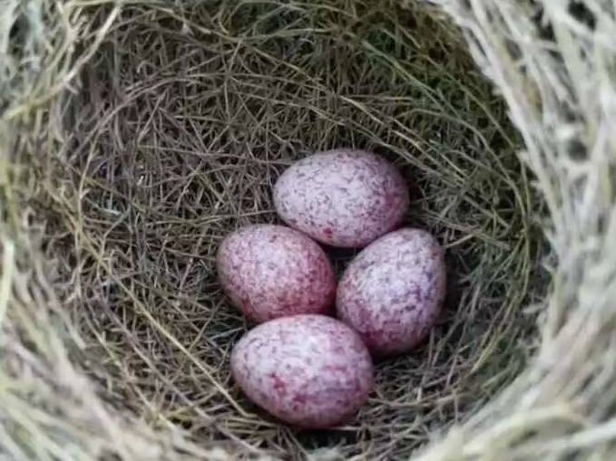 每窝鸟蛋的数目总是相同吗