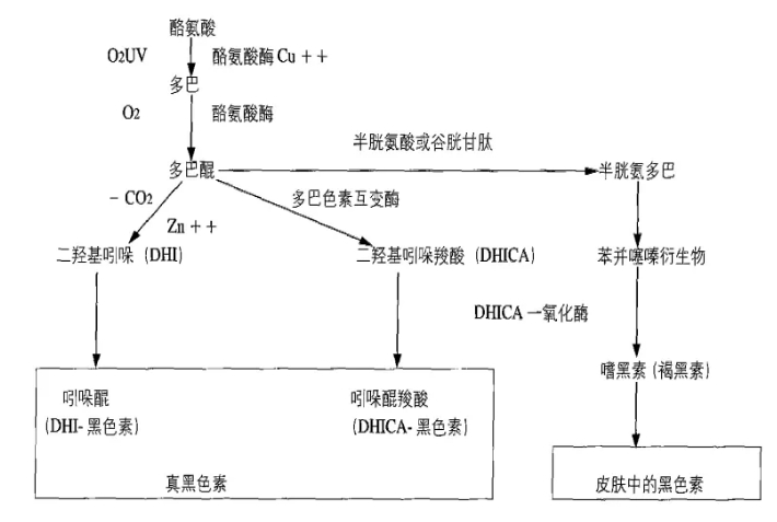 黑色皮肤是怎么形成的