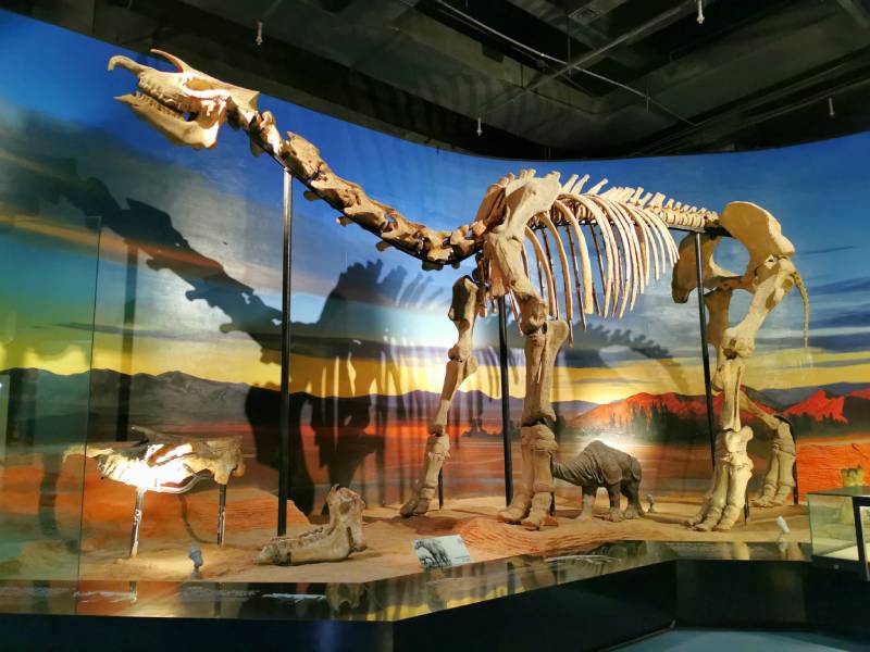 巨犀：地球上生存过的最大的陆地哺乳动物