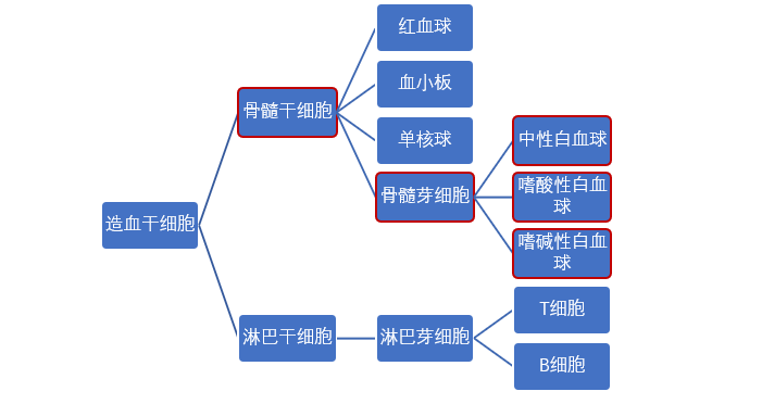 白血病为什么叫“白”血病