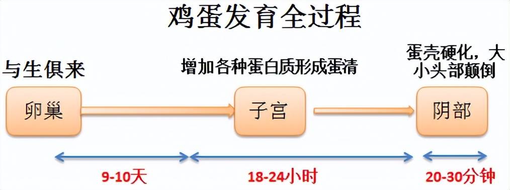 鸡蛋为什么是一头大一头小的椭圆