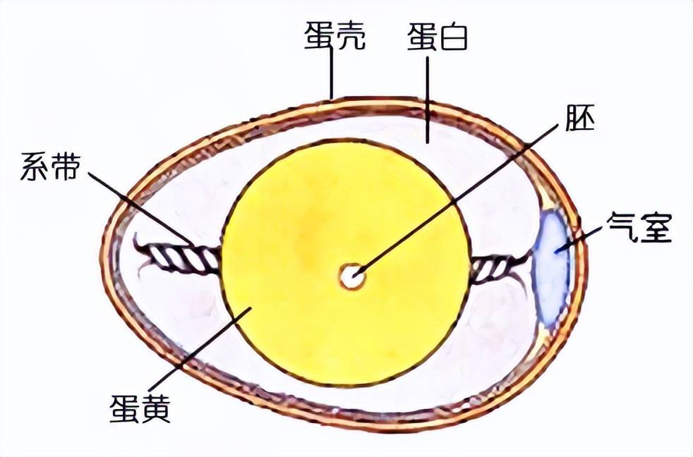 鸡蛋为什么是一头大一头小的椭圆