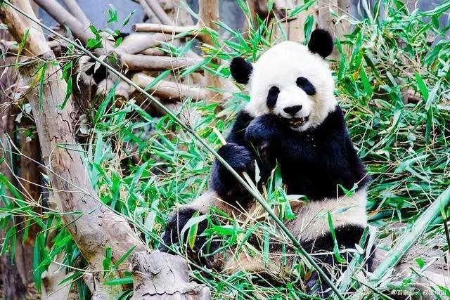 为什么大熊猫有“国宝”之称  