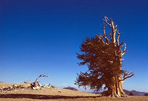 世界上最古老的树 已经4789岁