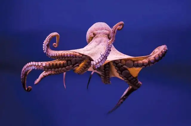 章鱼感受到压力时会吃掉自己的触手