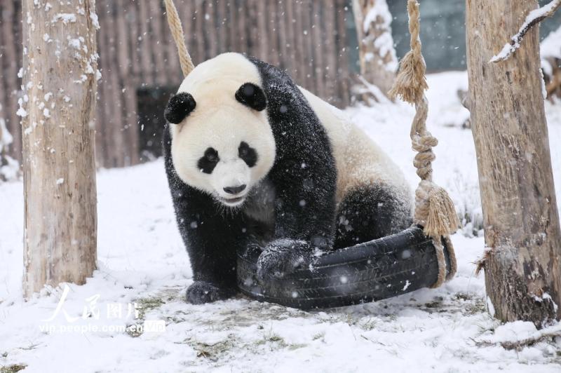 熊猫怕热不怕冷