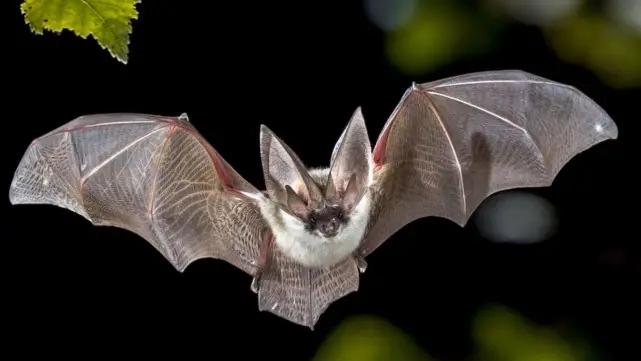 蝙蝠是唯一会在天上飞的哺乳动物