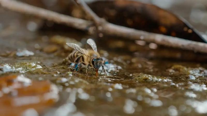 蜜蜂掉水里会划水将自己推到岸边