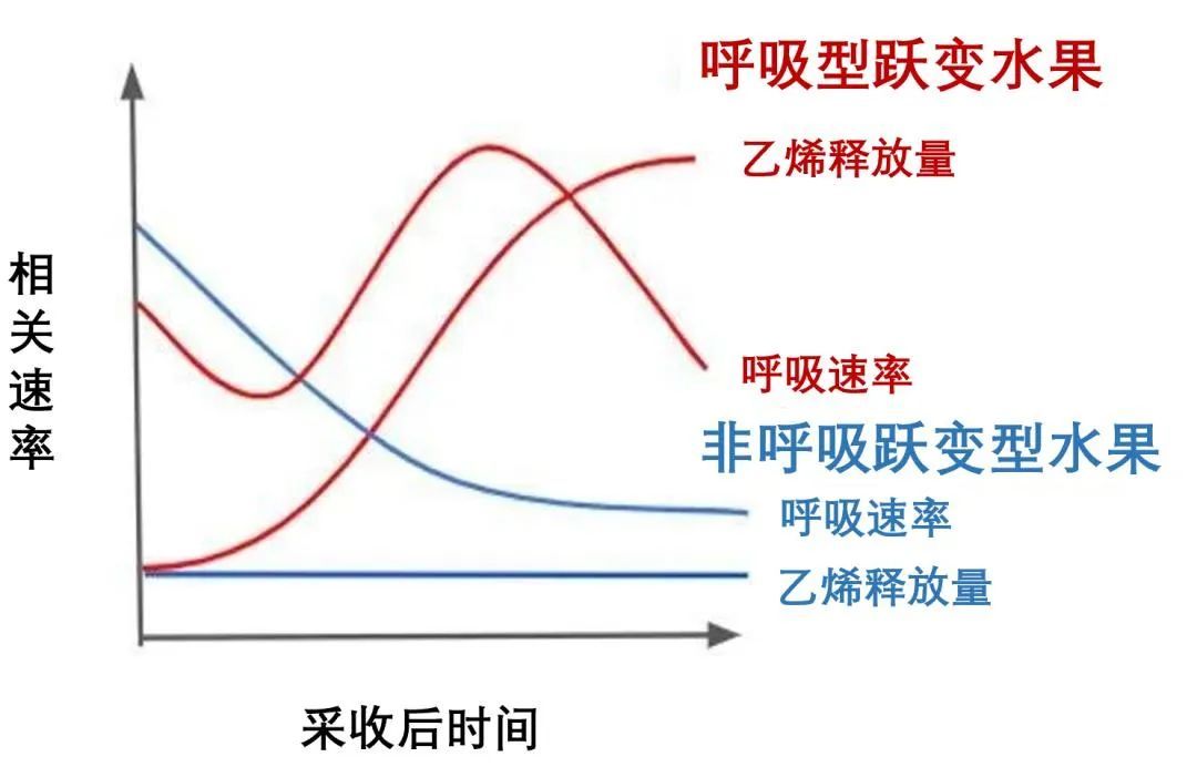 水果放放会变得更甜吗