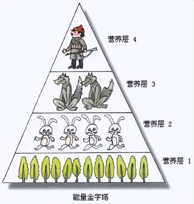 比起蔬菜 为什么大部分人更喜欢吃肉