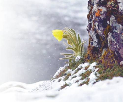 为何冰天雪地中也有植物开花