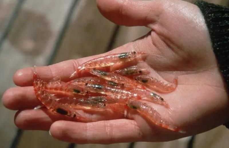 人类会把磷虾吃光吗