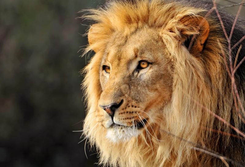 为什么说狮子是兽中之王