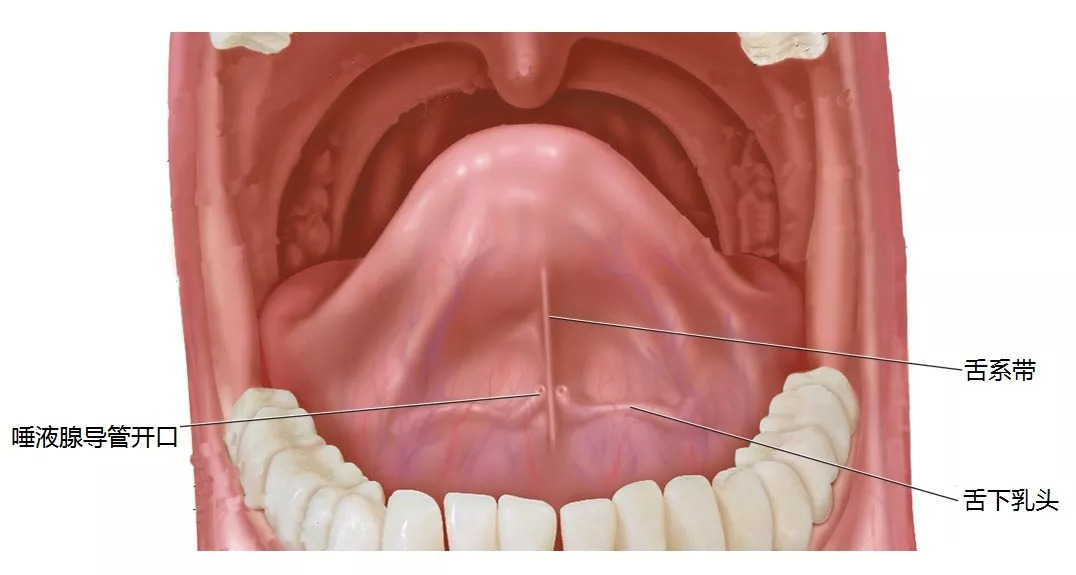舌头下结构图图片